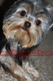teacup yorkie